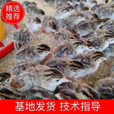 珍珠鸡苗广东养殖场自产自销保证一手货源