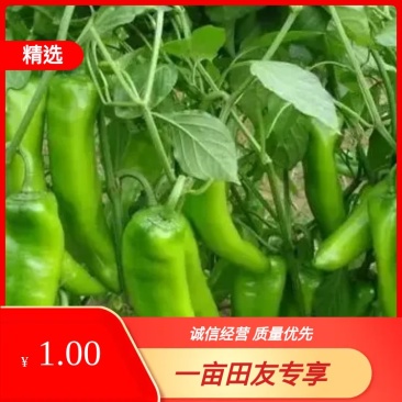 江苏南通优质鲜辣椒产地货源鲜青椒货量充足现摘现发