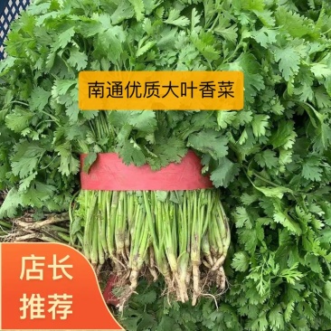 优质大叶香菜江苏产地发货长期供应货源充足欢迎咨询