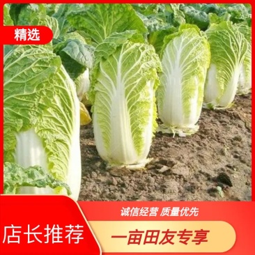 优质黄心大白菜江苏南通基地发货欢迎来电咨询采购