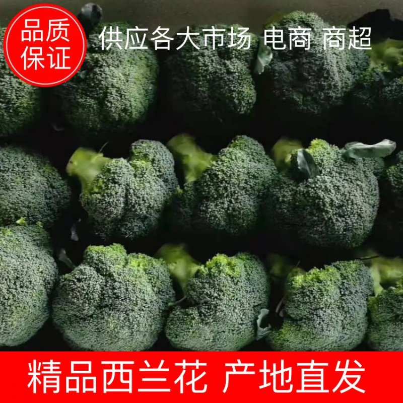 【西兰花】精品优秀西兰花大量上市花球绿小米粒