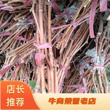 【葡萄苗】玉龙玫瑰葡萄苗，嫁接苗，质量保证