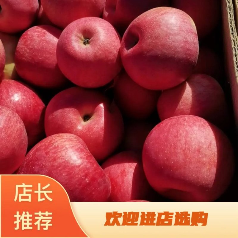 下架大量供应辽宁沙地寒富士苹果欢迎来电咨询质量保证