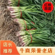【热卖】蒜苗，天水红根蒜苗现货速发，保质保量，一手货源