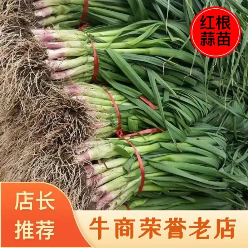 【热卖】蒜苗，天水红根蒜苗现货速发，保质保量，一手货源