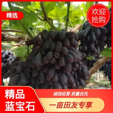 【甜蜜蓝宝石葡萄】种植大户量大从优产地直供