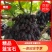 【甜蜜蓝宝石葡萄】种植大户量大从优产地直供