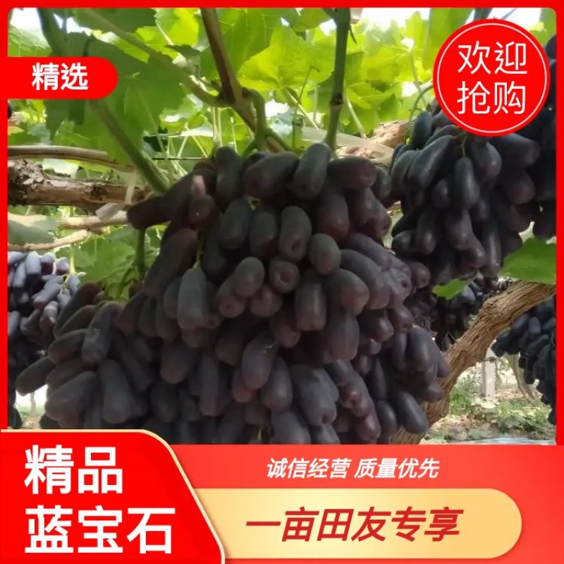 【甜蜜蓝宝石葡萄】种植大户量大从优产地直供