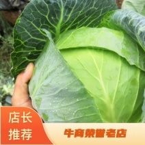 绿禾蔬菜万亩基地精品扁包奥奇娜市场货、加工厂货大量供应