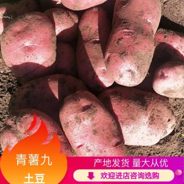土豆//青薯9号土豆/产地直发/量大价优/欢迎致电