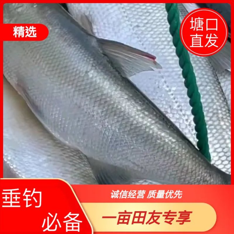 翘嘴白鱼，垂钓路亚专用，规格齐全品质保证，成活率高