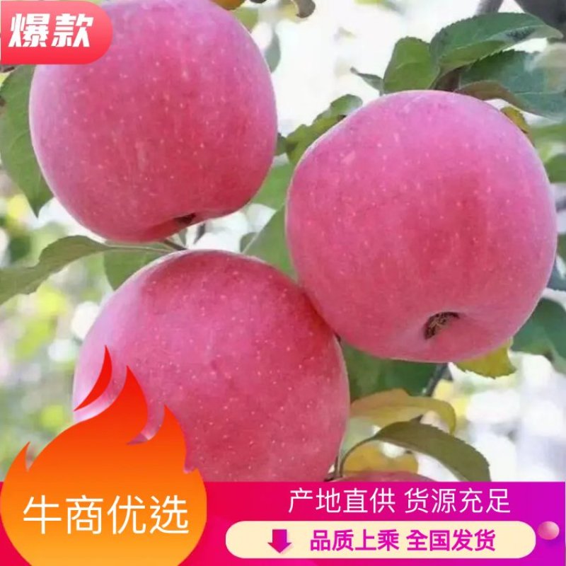 ）红富士苹果产区直供货源充足量大从优视频看货