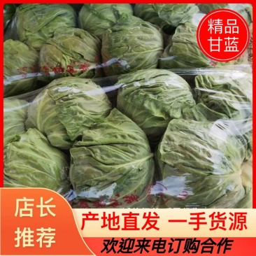 新货上市圆包菜精品甘蓝0.5~1公斤产地直供