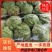 新货上市圆包菜精品甘蓝0.5~1公斤产地直供