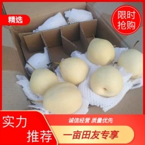 河北水晶梨！型号齐全！产地直供，诚信待客，出口内销！均可