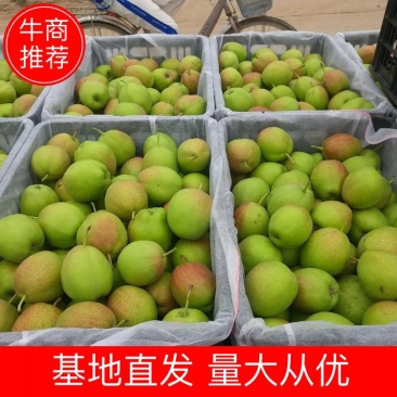 新梨七号！香梨系列产品！库尔勒香梨！皮薄酥脆，细腻无渣。