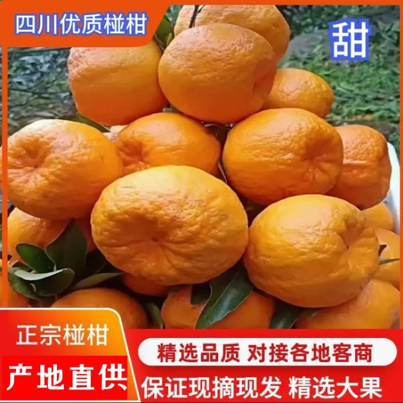 平碰，电商商超市场可大量供货，保质保量，无差价，无冻伤，