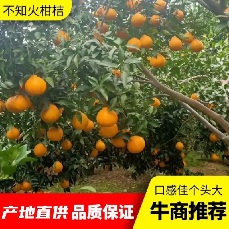 产地屏山不知火[现摘鲜货]丑橘口感脆甜，糖份足，