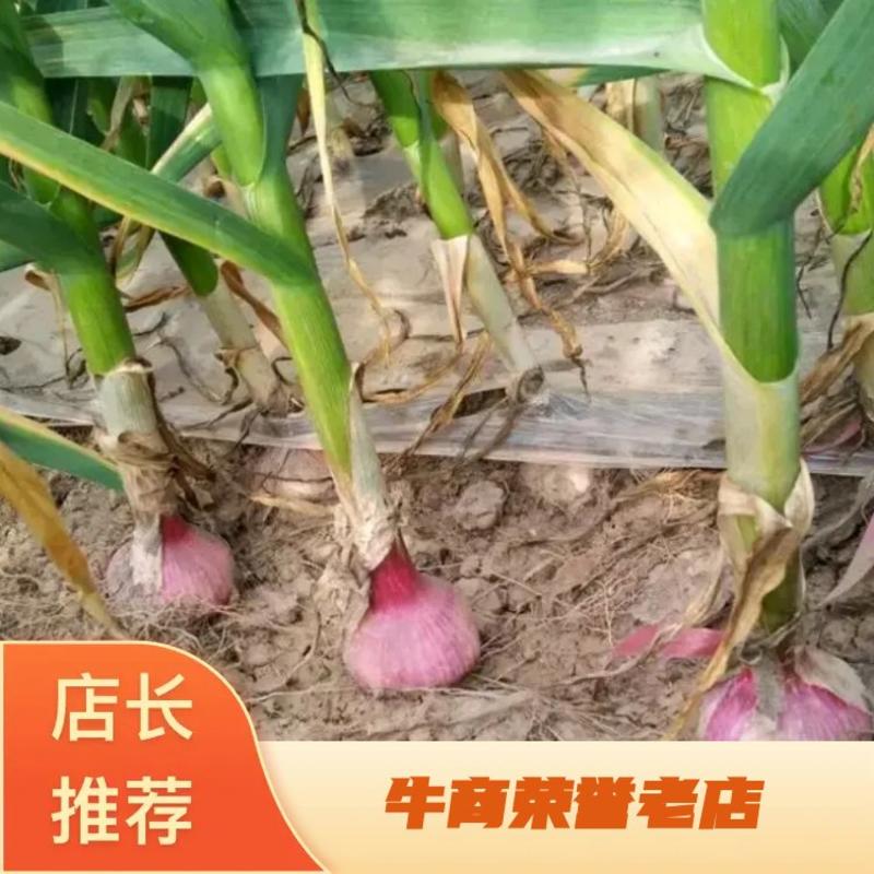 早熟大青稞蒜种根系发达，生长旺盛单产5000