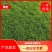 【产地直发】常年销售草坪马尼拉，百慕大，四季青，欢迎采购