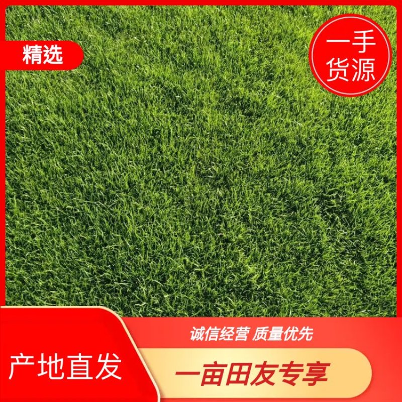 【产地直发】常年销售草坪马尼拉，百慕大，四季青，欢迎采购
