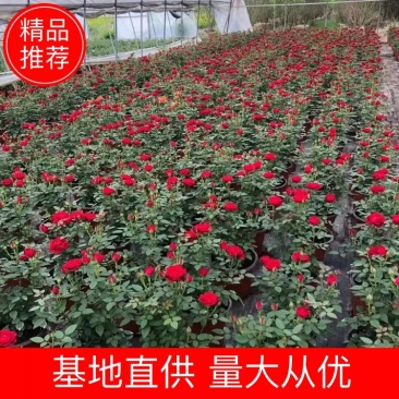 【推荐】欧月月季，藤本欧月，品质保证，基地直发，量大价优