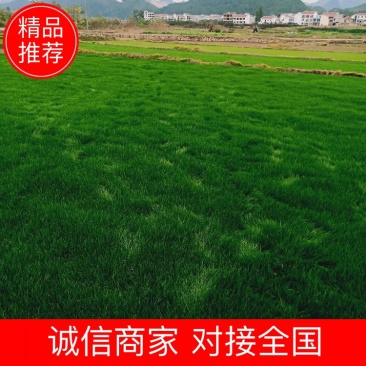 【基地直发】马尼拉草坪，百慕大草坪，四季青草坪，量大从优