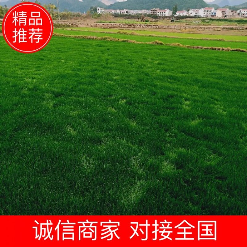 【基地直发】马尼拉草坪，百慕大草坪，四季青草坪，量大从优