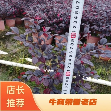 【精品】红花继木，基地海量货源，规格齐全，价格美丽