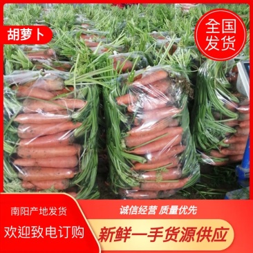 精品三红中条胡萝卜大量上市中货源充足质量优良代发全国