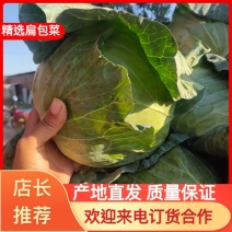 【推荐】扁包菜，春夏秋扁包菜，河北扁包菜产地直供