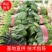 【热卖】滑县优质大叶菠菜质量好价格低视频看货欢迎来电