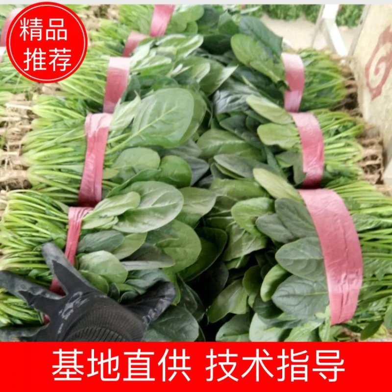 【热卖】滑县优质大叶菠菜质量好价格低视频看货欢迎来电