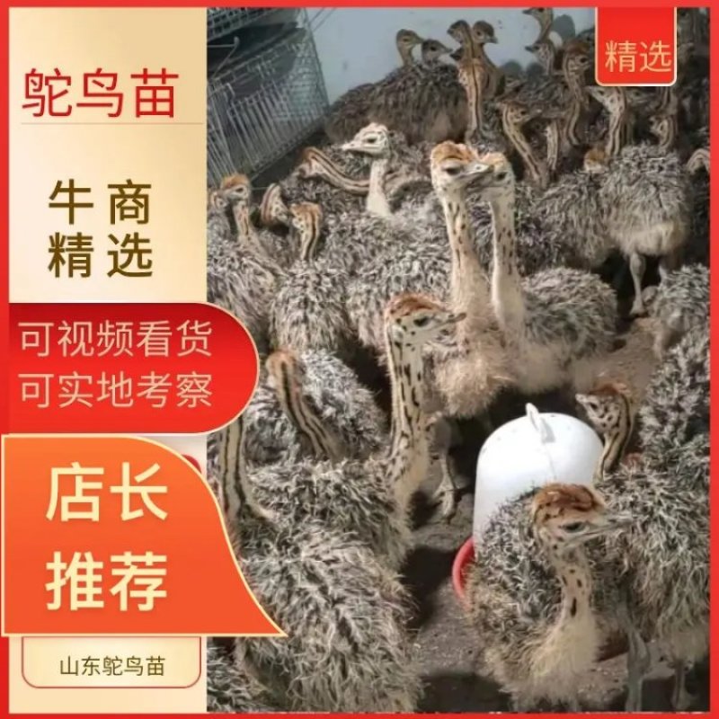 山东鸵鸟苗活体幼苗基地直供可开视频看货大量出售