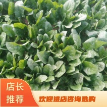 陕西渭南大叶菠菜，大量上市中，欢迎来电咨询优惠