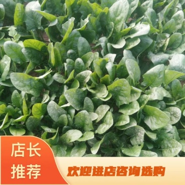 陕西渭南大叶菠菜，大量上市中，欢迎来电咨询优惠