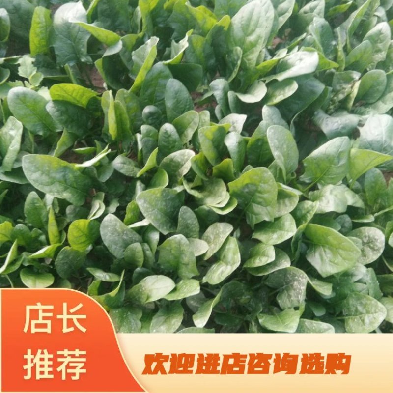 陕西渭南大叶菠菜，大量上市中，欢迎来电咨询优惠