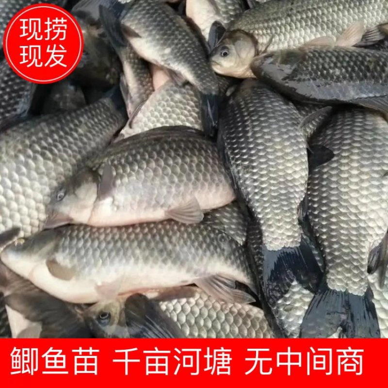 鲫鱼苗千亩河塘产地直发物超所值欢迎选购