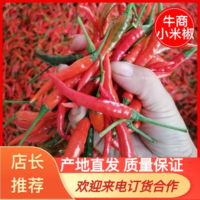 【产地直发】小米椒艳红天香发市场电商质好价优