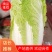 【推荐】娃娃菜，酒泉，大量上市，价格低，质量高欢迎合作