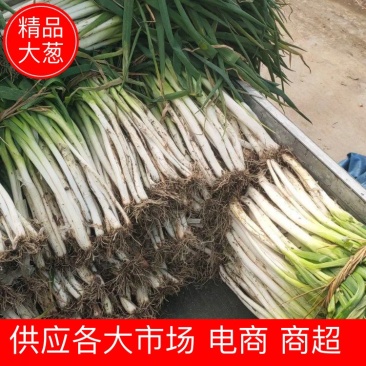 【大葱】唐河精品黄葱长白大葱品相好价格优欢迎咨询