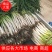 【大葱】唐河精品黄葱长白大葱品相好价格优欢迎咨询