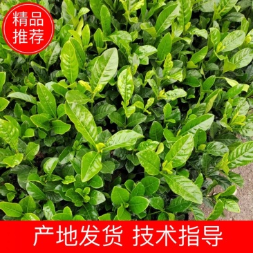 【推荐】大叶栀子，栀子花存活率高产地发货供应欢迎