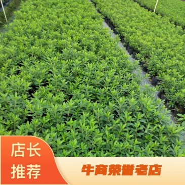 【推荐】精品春鹃产地发货大量供应品质好欢迎合作