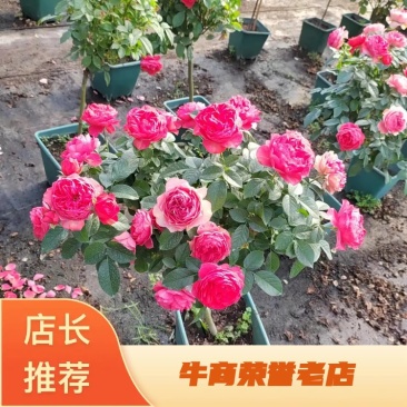 【精品】精品月季苗保质保量产地发货欢迎洽谈合作
