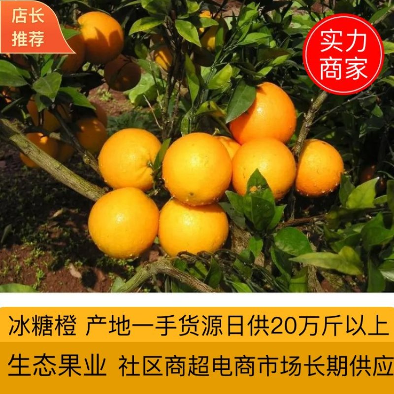 【代发全国】湖南麻阳冰糖橙新鲜采摘规格齐全可供电商