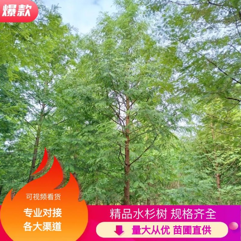 【产地直供】水杉树价格合理规格齐全量大可从优