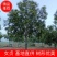 【基地直供】原产地江苏大叶女贞苗圃直发各种规格现挖