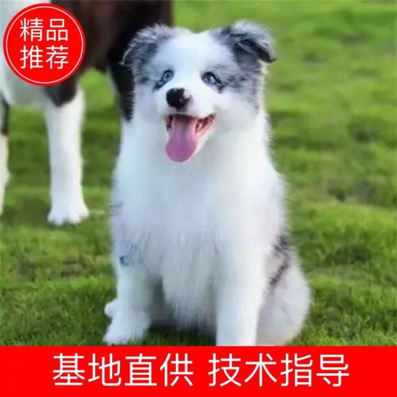 边牧一手货源纯血统高智商犬种可全国发货