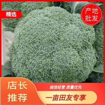 陕西三原县西兰花可当地看货也可提前预定真诚服务欢迎来电
